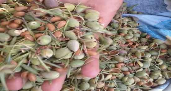 بادام کوهی و بارداری ؛ خاصیت مصرف بادام کوهی برای زن باردار