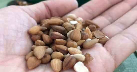 بادام کوهی و سرماخوردگی ؛ فواید و مضرات مصرف بادام کوهی برای سرماخوردگی