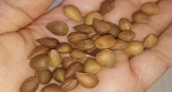 بادام کوهی و چاقی ؛ تاثیر مصرف بادام کوهی برای افزایش وزن