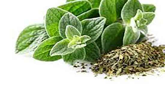 بخور روغن پونه ؛ ایا بخور روغن پونه برای درمان درد گلو مفید است