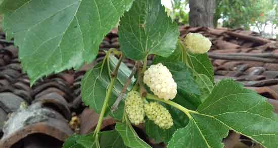 برگ توت برای چی خوبه ؛ در چه مواردی استفاده از برگ توت برای بدن مفید است