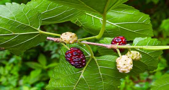 برگ توت برای کرم ابریشم ؛ مواد مغذی موجود در برگ توت مفید برای کرم ابریشم