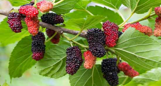 برگ توت در طب سنتی ؛ خواص و مضرات مصرف برگ توت از نظر طب سنتی