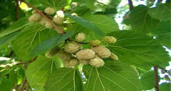 برگ توت سفید برای لاغری ؛ فواید استفاده از برگ توت سفید برای کاهش وزن