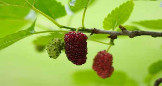برگ توت و دیابت ؛ همه چیز درباره برگ توت برای افراد دیابتی