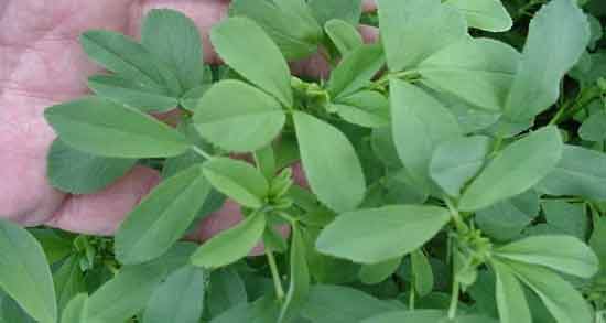 برگ شنبلیله برای چی خوبه ؛ برای درمان کدام بیماری مصرف برگ شنبلیله مفید است؟