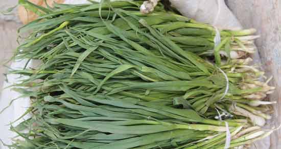 برگ چریش از کجا بخرم و از چه مکان هایی می توان برگ چریش تهیه کرد؟ برگ چریش از کجا بخرم ؛ از چه مکان هایی می توان برگ چریش تهیه کرد؟