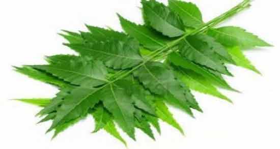 برگ چریش برای مو ؛ خواص و مضرات استفاده از برگ چریش برای سلامت مو