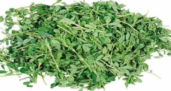 برگ یونجه برای درمان دیابت ؛ روش استفاده از برگ یونجه برای درمان دیابت