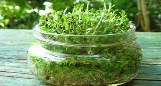 برگ یونجه برای دیابت ؛ تاثیر مصرف برگ یونجه برای تنظیم قند خون