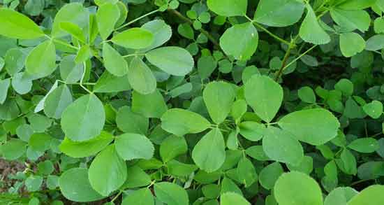 برگ یونجه درمان دیابت ؛ خاصیت دارویی برگ یونجه برای درمان دیابت