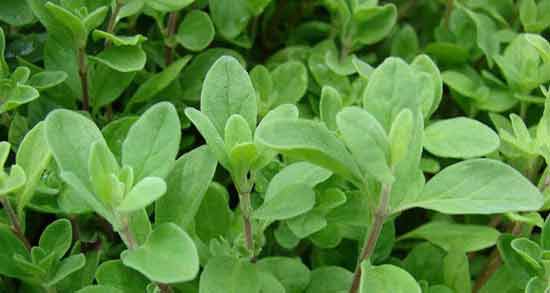برگ یونجه و قند خون ؛ تاثیر مصرف برگ یونجه برای قند خون