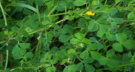 برگ یونجه چه خواصی دارد ؛ همه چیز درباره خواص دارویی برگ یونجه