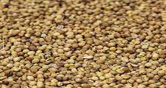 تخمه گشنیز برای دیابت ؛ خواص تخمه گشنیز برای قند خون بالا