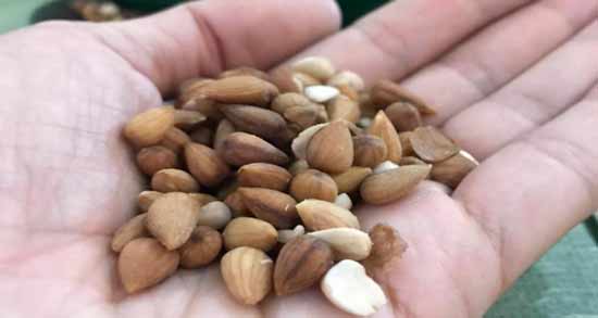 تصویر بادام کوهی ؛ آشنایی با خواص و مشخصات بادام کوهی