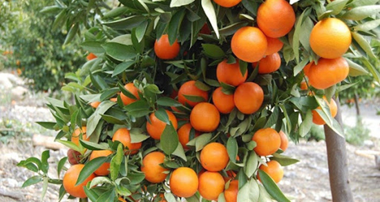 تعبیر خواب آب نارنج ، معنی دیدن آب نارنج در خواب های ما چیست