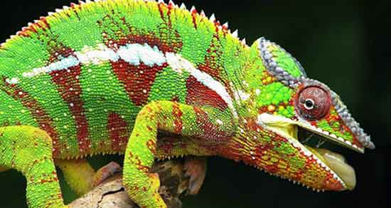 تعبیر خواب آفتاب پرست در خانه ، معنی دیدن آفتاب پرست در خانه در خواب تعبیر خواب آفتاب پرست در خانه ، معنی دیدن آفتاب پرست در خانه در خواب