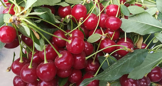 تعبیر خواب آلبالو امام صادق ، ابن سیرین و حضرت یوسف و منوچهر مطیعی