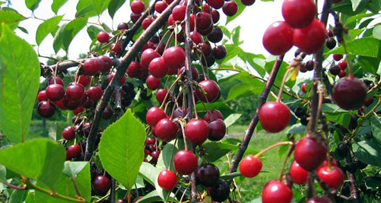 تعبیر خواب آلبالو چیدن ، معنی دیدن آلبالو چیدن در خواب های ما چیست