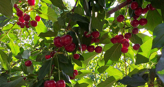 تعبیر خواب آلبالو گیلاس ، معنی دیدن آلبالو گیلاس در خواب های ما چیست