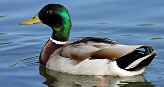 تعبیر خواب اردک سبز ، معنی دیدن اردک سبز در خواب های ما چیست تعبیر خواب اردک سبز ، معنی دیدن اردک سبز در خواب های ما چیست