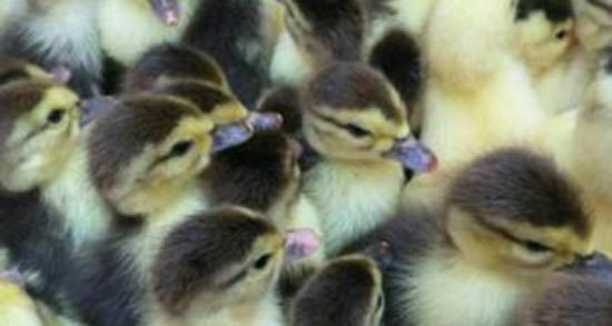 تعبیر خواب اردک سیاه دیدن ، معنی اردک سیاه دیدن در خواب های ما چیست تعبیر خواب اردک سیاه دیدن ، معنی اردک سیاه دیدن در خواب های ما چیست