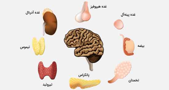تعبیر خواب اعضای بدن ، معنی اعضای بدن در خواب های ما چیست