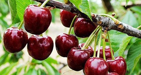 تعبیر خواب باغ آلبالو ، معنی دیدن باغ آلبالو در خواب های ما چیست