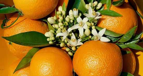 تعبیر خواب بهار نارنج ، معنی دیدن بهار نارنج در خواب های ما چیست