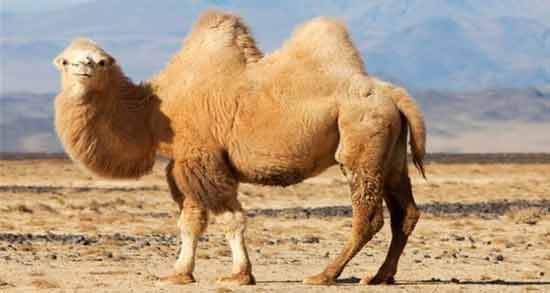 تعبیر خواب ترسیدن از شتر ، معنی ترسیدن از شتر در خواب های ما چیست