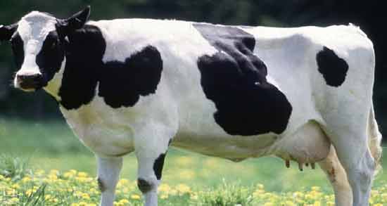 تعبیر خواب ترسیدن از گاو ، معنی ترسیدن از گاو در خواب های ما چیست تعبیر خواب ترسیدن از گاو ، معنی ترسیدن از گاو در خواب های ما چیست