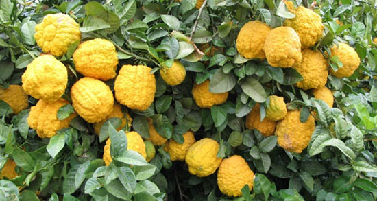 تعبیر خواب ترنج خوردن و معنی ترنج خوردن در خواب های ما چیست تعبیر خواب ترنج خوردن ، معنی ترنج خوردن در خواب های ما چیست