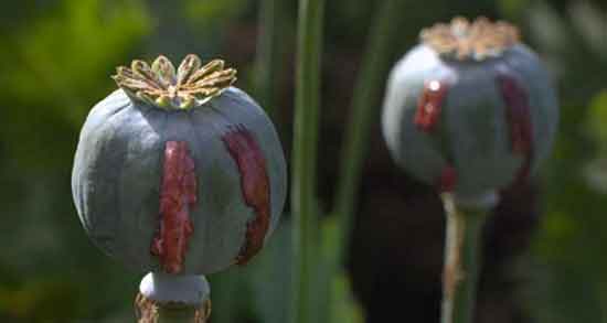 تعبیر خواب تریاک ، کشیدن شوهر با وافور و سوخته تریاک امام صادق و حضرت یوسف فال و خواب تعبیر خواب تریاک ، کشیدن شوهر با وافور و سوخته تریاک امام صادق و حضرت یوسف