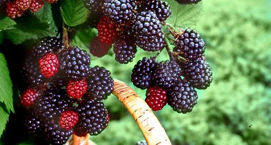 تعبیر خواب تمشک حضرت یوسف ، ابن سیرین و امام صادق و منوچهر مطیعی تعبیر خواب تمشک حضرت یوسف ، ابن سیرین و امام صادق و منوچهر مطیعی