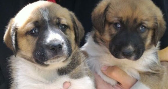 تعبیر خواب توله سگ مرده ، معنی دیدن توله سگ مرده در خواب های ما چیست تعبیر خواب توله سگ مرده ، معنی دیدن توله سگ مرده در خواب های ما چیست