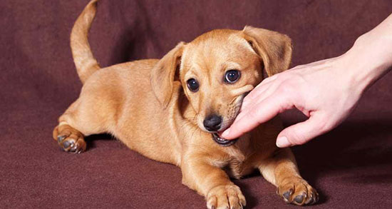 تعبیر خواب توله سگ های زیاد ، معنی دیدن توله سگ های زیاد در خواب چیست