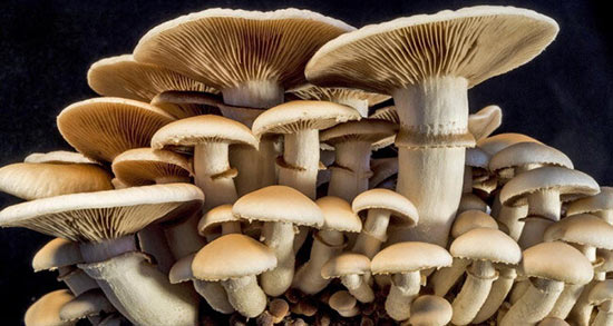 تعبیر خواب جمع اوری قارچ سفید ، معنی دیدن جمع اوری قارچ سفید در خواب