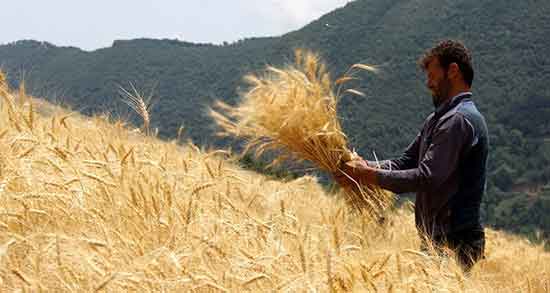 تعبیر خواب جوانه گندم ، معنی دیدن جوانه گندم در خواب های ما چیست