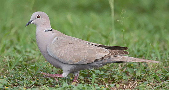 تعبیر خواب جوجه یاکریم در خواب ، معنی دیدن جوجه یاکریم در خواب چیست