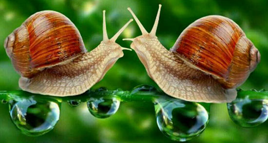 تعبیر خواب حلزون بدون لاک ، معنی دیدن حلزون بدون لاک در خواب های ما چیست