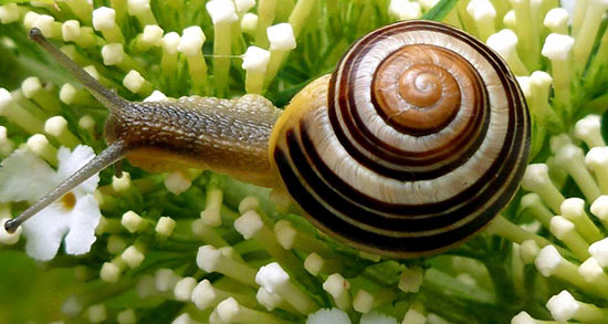 تعبیر خواب حلزون در خانه ، معنی دیدن حلزون در خانه در خواب های ما چیست تعبیر خواب حلزون در خانه ، معنی دیدن حلزون در خانه در خواب های ما چیست