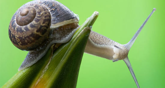 تعبیر خواب حلزون سیاه ، معنی دیدن حلزون سیاه در خواب های ما چیست