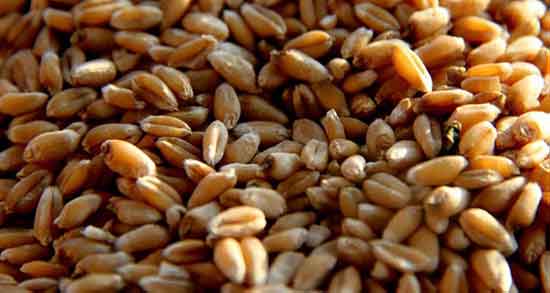 تعبیر خواب حلیم گندم چیست ، معنی دیدن حلیم گندم در خواب های ما چیست تعبیر خواب حلیم گندم چیست ، معنی دیدن حلیم گندم در خواب های ما چیست