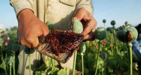تعبیر خواب حمل تریاک ، معنی دیدن حمل تریاک در خواب های ما چیست