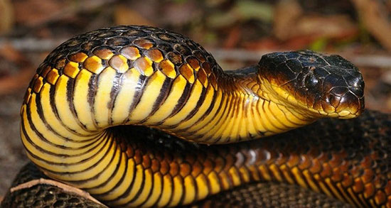 تعبیر خواب حمله مار کبری ، معنی دیدن حمله مار کبری در خواب های ما چیست