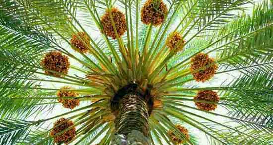 تعبیر خواب خارک چیدن ، معنی خارک چیدن در خواب های ما چیست