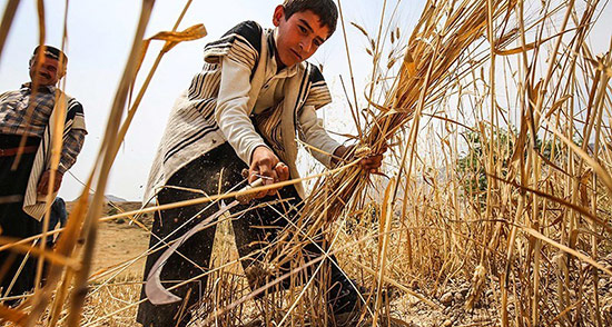تعبیر خواب خرید داس ، معنی خرید داس در خواب های ما چیست