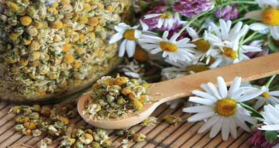 تعبیر خواب خوردن بابونه ، معنی خوردن بابونه در خواب های ما چیست