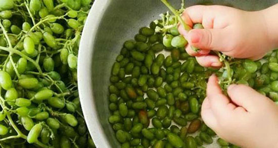 تعبیر خواب خوردن غوره ، معنی دیدن خوردن غوره در خواب های ما چیست