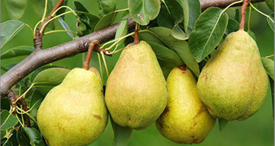تعبیر خواب دادن گلابی به دیگران ، معنی دادن گلابی به دیگران در خواب چیست
